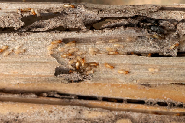 Best Affordable Pest Control Services  in Baiting Hollow, NY